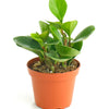 Peperomia Obtusifolia 'Baby Rubber Plant'