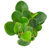 Peperomia Obtusifolia 'Baby Rubber Plant'