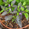 Filius Blue Pepper Seeds – Capiscum Annuum Christmas Pepper Vegetable – photo 4