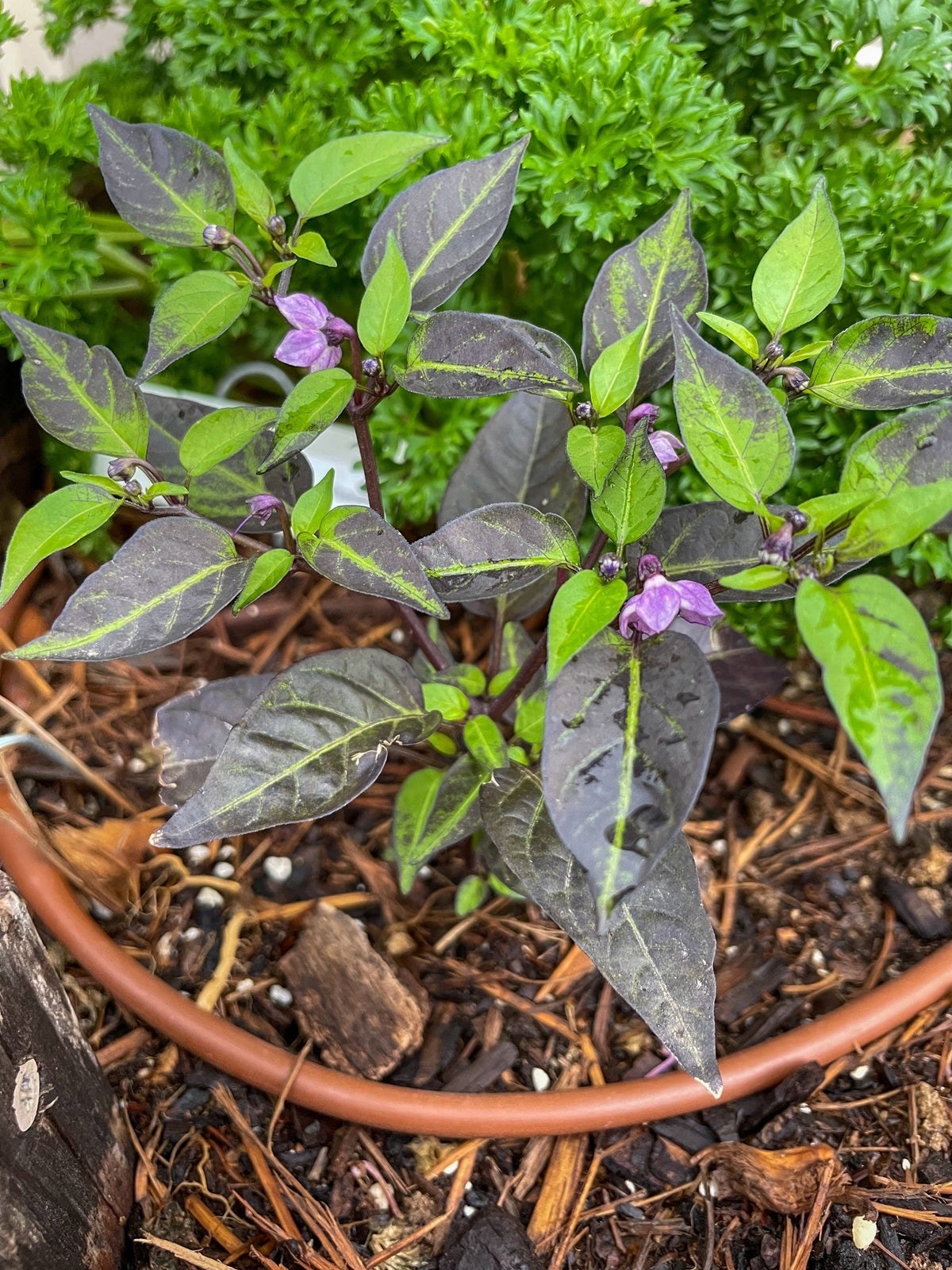 Filius Blue Pepper Seeds – Capiscum Annuum Christmas Pepper Vegetable – photo 4
