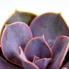 Echeveria 'Perle Von Nurnberg'