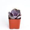 Echeveria 'Perle Von Nurnberg'