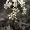 100 ARCTIC SWEET COLTSFOOT Petasites Frigidus Sun Shade Moist White Pink Flower Herb Seeds