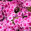 100 PINK DRUMMOND PHLOX Phlox Drummondii Flower Seeds