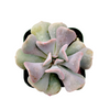 Echeveria 'Cubic Frost'