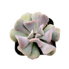 Echeveria 'Cubic Frost'