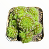 Monanthes polyphylla