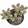 Sedum versadense Korean Succulent