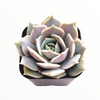 Echeveria 'Lola'