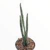 Senecio stapeliiformis Pickle Plant