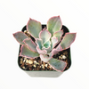 Echeveria 'Neon Breakers'