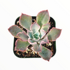 Echeveria 'Neon Breakers'