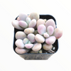 Graptopetalum amethystinum - Lavender Pebbles