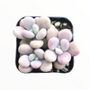 Graptopetalum amethystinum - Lavender Pebbles
