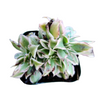Aeonium Sunburst Crest