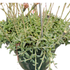 String of Dolphins Senecio peregrinus