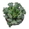 Adromischus cristatus - Crinkle Leaf Plant