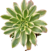 Aeonium arboreum 'Luteovariegatum' Variegated