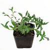 String of Dolphins Senecio peregrinus