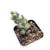 Cotyledon pendens 'Cliff Cotyledon'