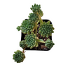 Sedum winkleri