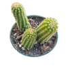 Chamaelobivia 'Rose Quartz' Peanut Cactus