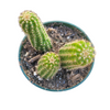 Chamaelobivia 'Rose Quartz' Peanut Cactus