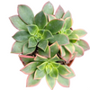 Aeonium 'Kiwi'