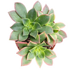 Aeonium 'Kiwi'