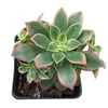 Aeonium 'Kiwi'