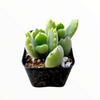 Cotyledon tomentosa Bear's Paw