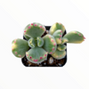 Cotyledon tomentosa Variegated Bear's Paw