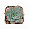 Echeveria pulidonis