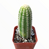 Chamaelobivia 'Rose Quartz' Peanut Cactus