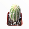 Chamaelobivia 'Rose Quartz' Peanut Cactus