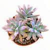 Graptosedum 'Francesco Baldi'