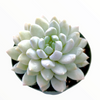 Sedeveria 'Lilac Mist'