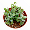 Cotyledon pendens 'Cliff Cotyledon'