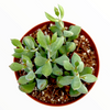 Cotyledon pendens 'Cliff Cotyledon'