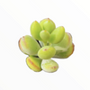 Cotyledon pendens 'Cliff Cotyledon'