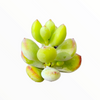 Cotyledon pendens 'Cliff Cotyledon'