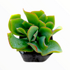 Crassula arborescens undulatifolia 'Ripple Jade'
