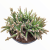 Rhipsalis baccifera subsp. horrida Mouse Tail Cactus