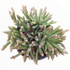 Rhipsalis baccifera subsp. horrida Mouse Tail Cactus