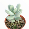 Cotyledon orbiculata 'Ping Pong'
