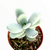 Cotyledon orbiculata 'Ping Pong'
