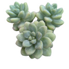 Sedum treleasei