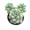 Sedum treleasei
