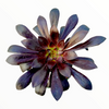Aeonium arboreum 'Black Rose'