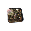 Sedum versadense Korean Succulent